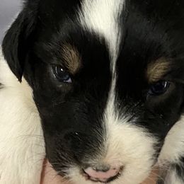 Girl 2 - Australian Shepherd puppy in Tulsa, Oklahoma from Lucky Penny Aussies and Lucky Penny Transport
