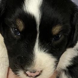 Girl 2 - Australian Shepherd puppy in Tulsa, Oklahoma from Lucky Penny Aussies and Lucky Penny Transport