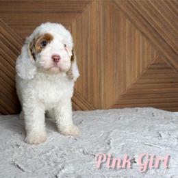 Pink girl - White female Bernedoodle puppy in Modesto, California from Two Doods Doodles