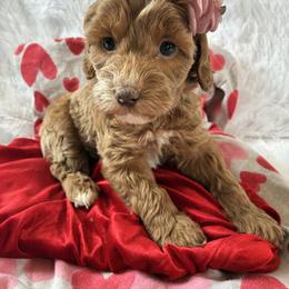 Sparkle - Sable and white female Cockapoo puppy in Adrian, Oregon from ApplebyFarm