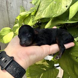 Patriot - Phantom male Poodle puppy in Goliad, Texas from Sassy Lil Aussies and Diamond W Poodles