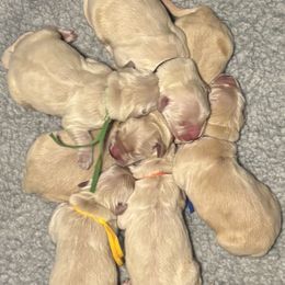 Boy 5 - male Golden Retriever puppy in Oklahoma City, Oklahoma from Shire Springs Kennels