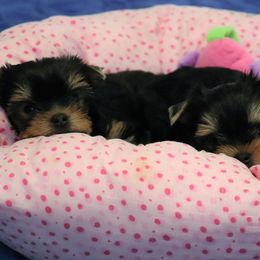 Yorkshire Terrier Puppies from Panache Yorkies