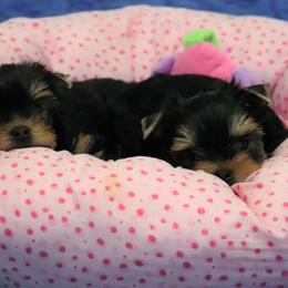 Yorkshire Terrier Puppies from Panache Yorkies