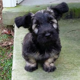 Skye Terrier Puppies from High Road Skye Terriers