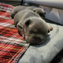 French Bulldog Puppies from Top Billin' Frenchies