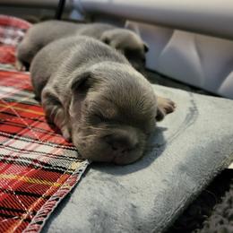 French Bulldog Puppies from Top Billin' Frenchies
