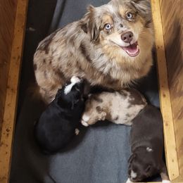 Tinker - Miniature Australian Shepherd