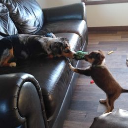 Miniature Australian Shepherds from Windy Hill Farm Mini Aussies