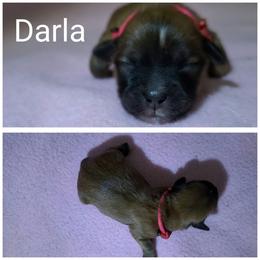 Darla - Red gold female Lhasa Apso puppy in Cincinnati, Ohio from Shangri-La Lhasa Apsos