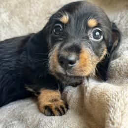 Blk Boy Softwire - Black and tan male Dachshund puppy in Fieldbrook, California from Honeydox Miniature Dachshunds