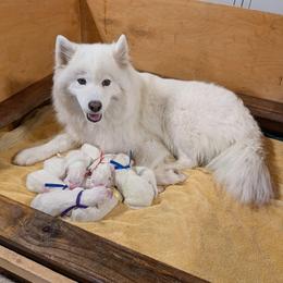 Girl 3 - White female Samoyed puppy in Effingham, Illinois from The Office Pups