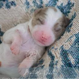 Bridle Path - Parti female Goldendoodle puppy in Savannah, Georgia from Vino and Vespa Doodles