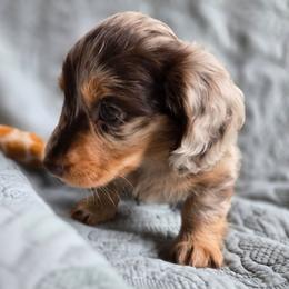Beau - Dapple male Dachshund puppy in Lucedale, Mississippi from Hopper Road Miniature Dachshunds