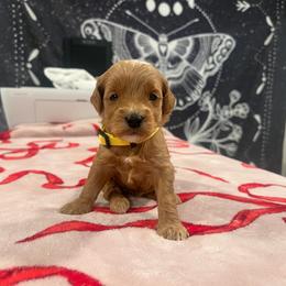 Yellow - Red  female Goldendoodle puppy in Shingle Springs, California from Creamy Retrievers