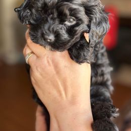Boy 2 - Black Cockapoo puppy in Fort Gibson, Oklahoma from Purser Puppy Patch