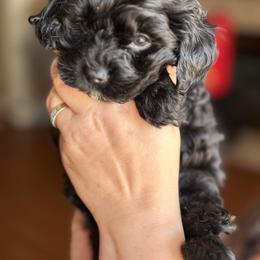 Boy 2 - Black Cockapoo puppy in Fort Gibson, Oklahoma from Purser Puppy Patch