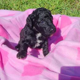 Poodle Puppies from C&K's Poodle Patch
