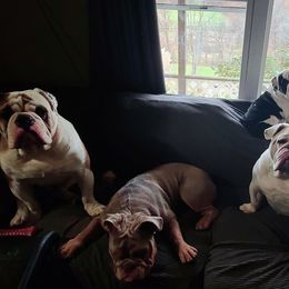 Bulldog Puppies from Pappy's Bullies