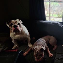 Bulldog Puppies from Pappy's Bullies