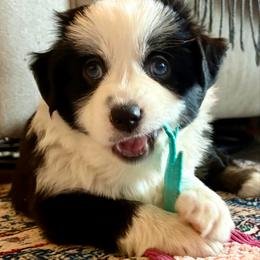 Zoe - Black tri female Miniature Australian Shepherd puppy in Stockton, Missouri from Kizmit Farmz