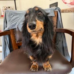 Flower - Dachshund