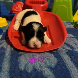 Joan - Black & tan tri-color female Morkie puppy in Dighton, Massachusetts from Massachusetts Morkies