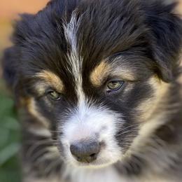 Baby Skye - Australian Shepherd puppy in Polson, Montana from Whiskey River Aussies