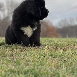 Newfoundland Puppies from Knallhart Kennels
