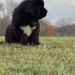 Newfoundland Puppies from Knallhart Kennels
