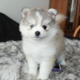 Sweetie - Silver and white female Pomsky puppy in Paulden, Arizona from Rose Peek Pomskies