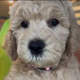 Light Pink - Cream female Goldendoodle puppy in Lineville, Alabama from Dogwood Doodles of Alabama