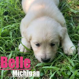 Golden Retriever Puppies from Nina's Golden hour