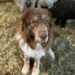 Oliver - Karakachan