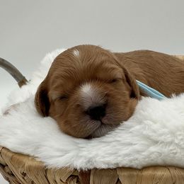 Mr Blue - Red male Cavapoo puppy in Georgetown, Texas from Mc Doodles of Texas LLC