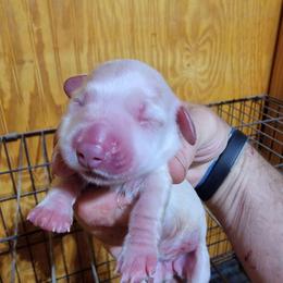 PRINCESS - Cream female Dachshund puppy in Fort Worth, Texas from Chadwick Farms Mini Dachshunds