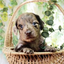 Maroon - Dapple male Dachshund puppy in Allons, Tennessee from Amber's Flock Homestead