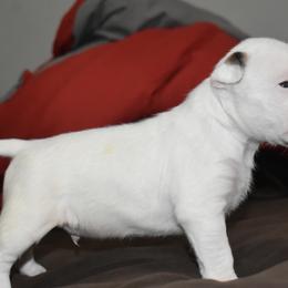 G - Bull Terrier