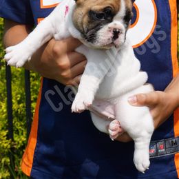 English Bulldog and French Bulldog Puppies from ClayBulldogs