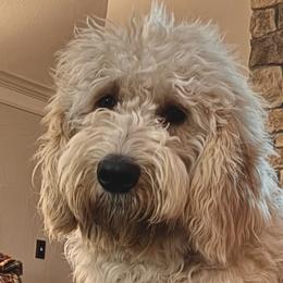 Alfie - Bernedoodle