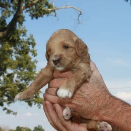 Goldendoodle Puppies from Taylor Town Doodles