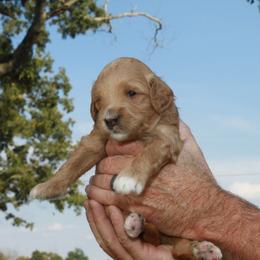 Goldendoodle Puppies from Taylor Town Doodles