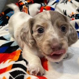 Butterfinger (full rights available) - Dapple male Dachshund puppy in Gainesville, Texas from Diamond B Doxies
