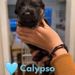 Calypso - Black and red female German Shepherd puppy in Harvard, Illinois from Aus Dem Meer German Shepherds
