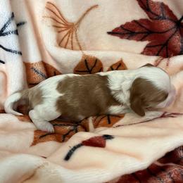 Memphis - Tri-color male Cavapoo puppy in Cedar City, Utah from Pearson's Poodles