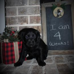 "Faye x Cain Whelped 12/1/20" Labrador Retriever Puppies from Triple L Labs & Co.