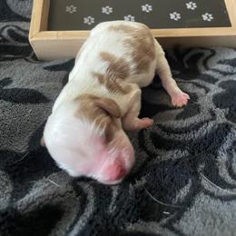 Justice - Blenheim male Cavalier King Charles Spaniel puppy in Corona, California from Kelton Cavaliers