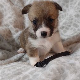 American Corgi and Pembroke Welsh Corgi Puppies from J&T Turnbull Corgis