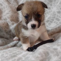 American Corgi and Pembroke Welsh Corgi Puppies from J&T Turnbull Corgis