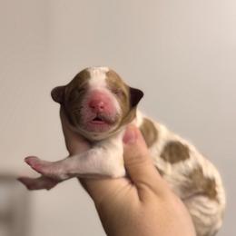 Skye - Parti female Poodle puppy in Osyka, Mississippi from Southern Sunshine Standards